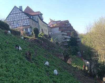 WiesenHelfer am Hang